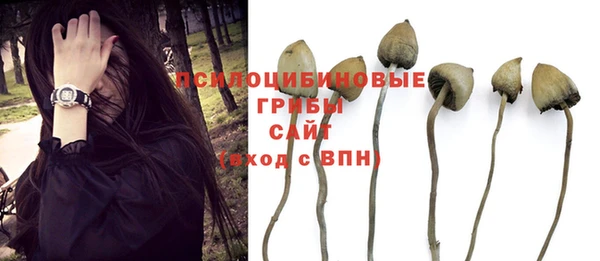 стаф Магас